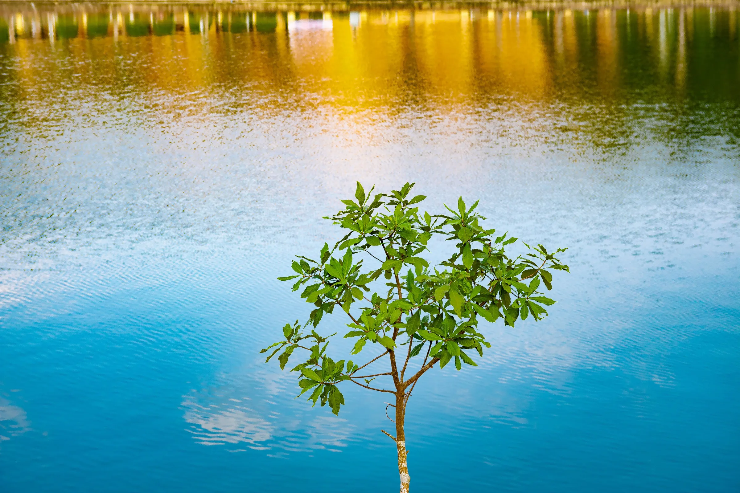 Solitary tree standing in blue water beneath a vivid yellow horizon