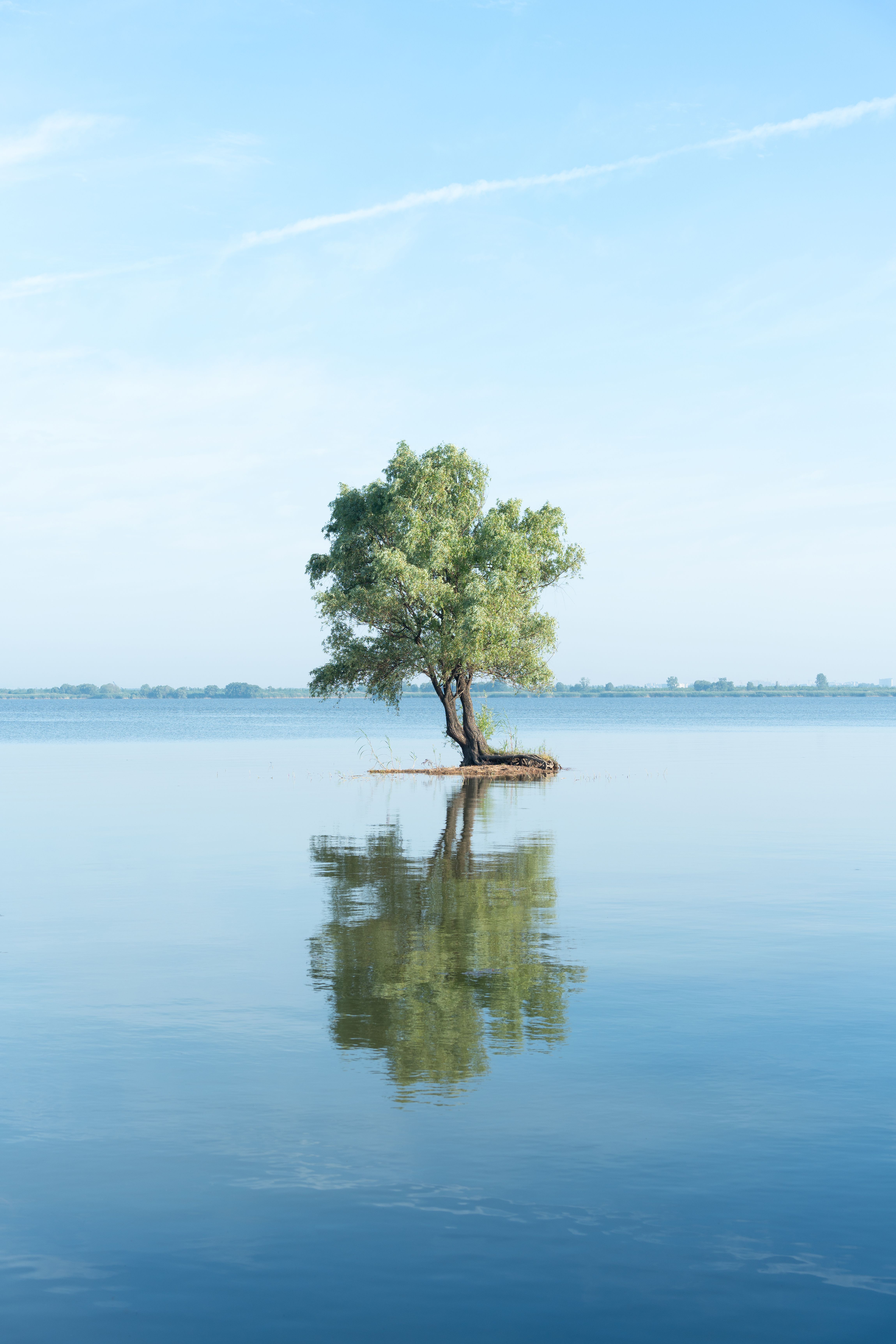 Solitary tree reflected in calm blue water