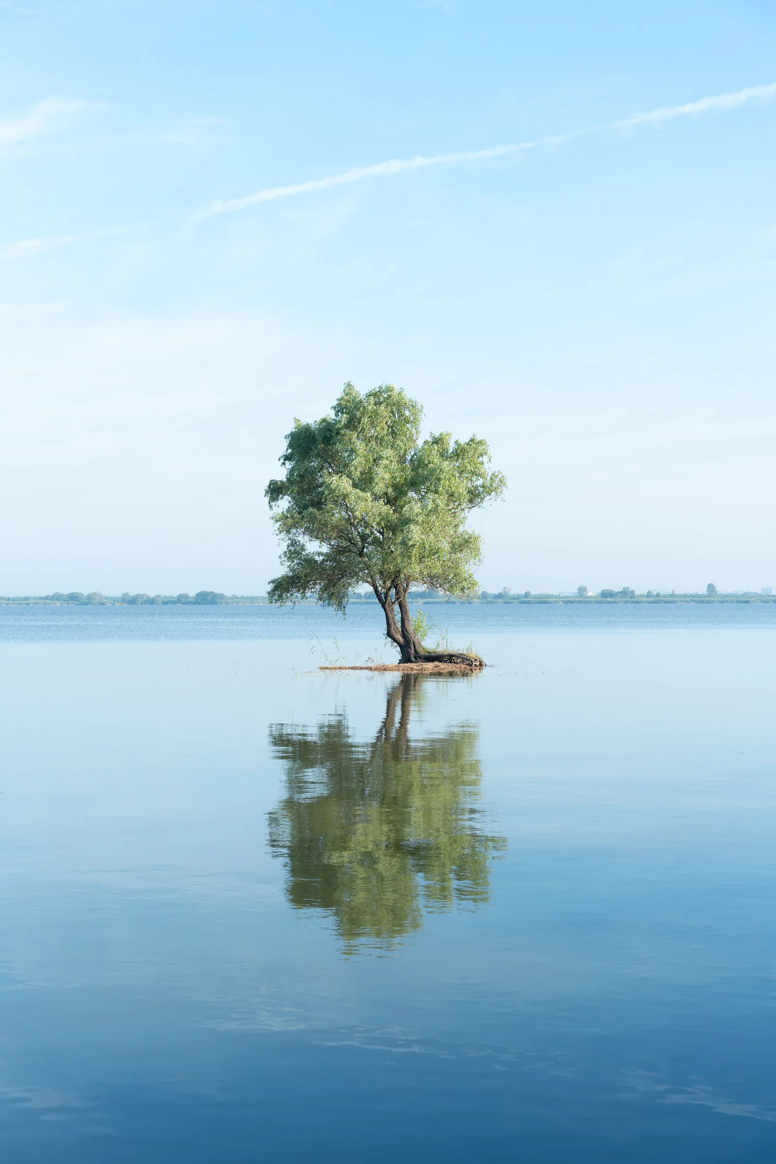 Solitary tree reflected in calm blue water
