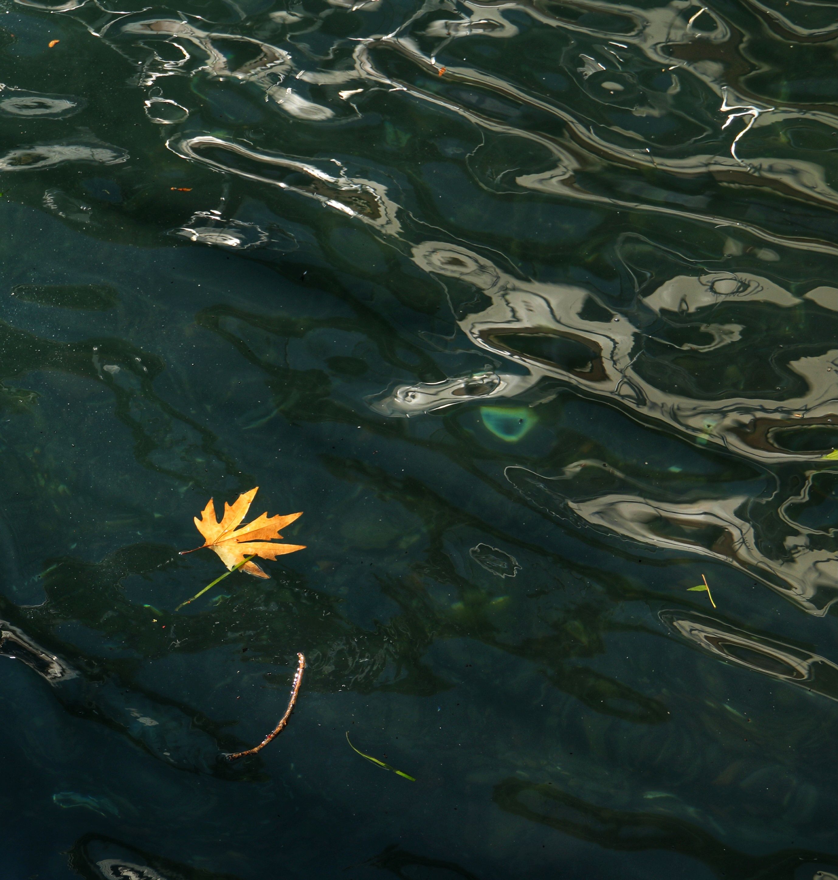 Maple leaf floating on green and blue rippling water