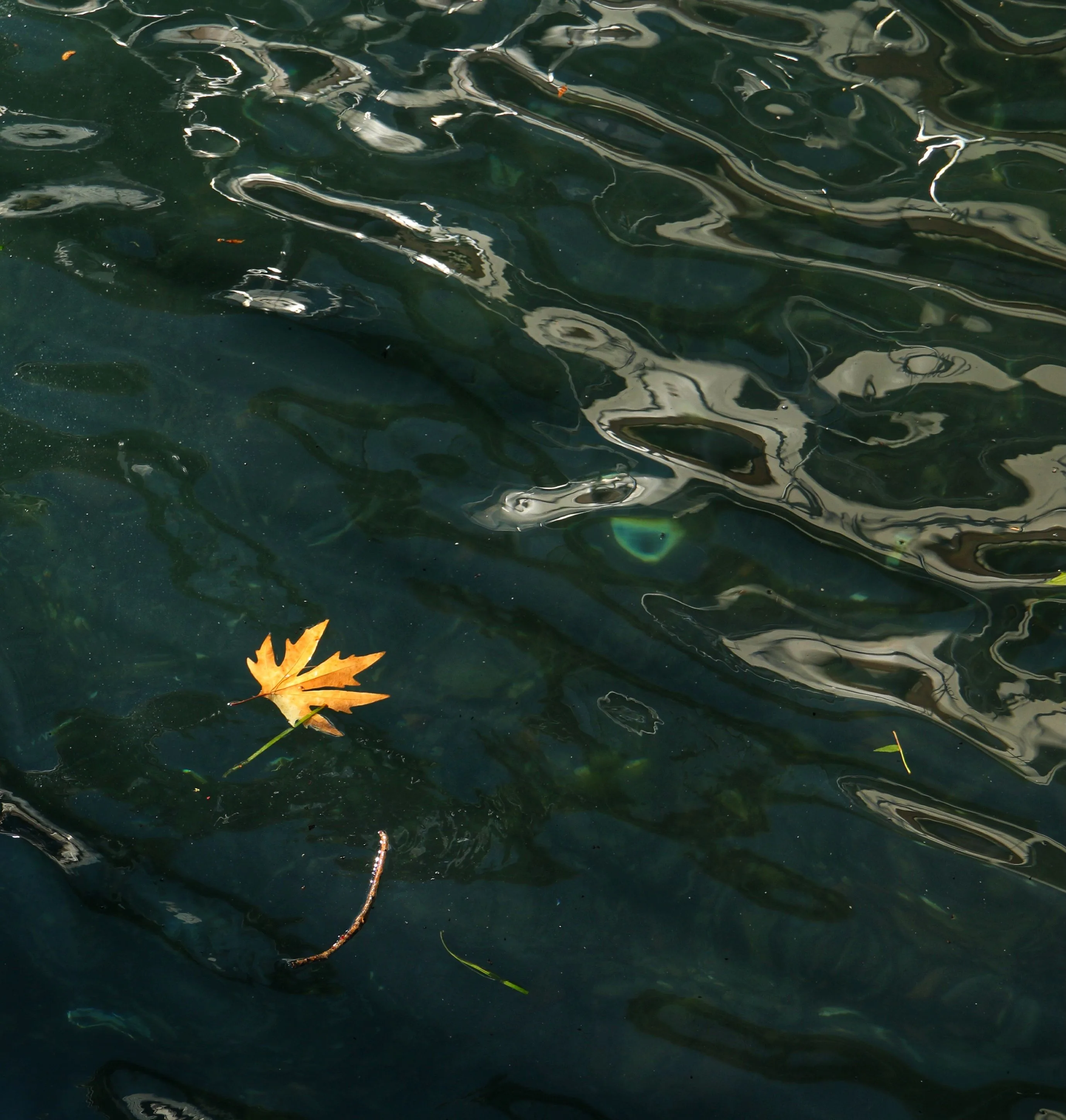 Maple leaf floating on green and blue rippling water