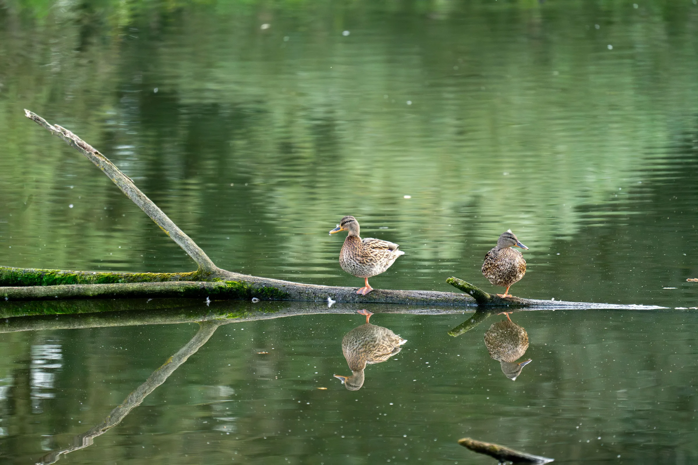 Two waterfowl resting on a log with their reflections in the water